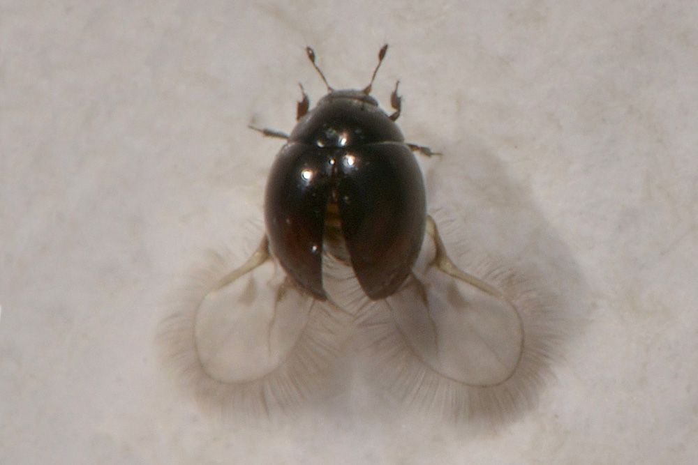 Sphaeriusidae:  Sphaerius acaroides